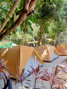 a group of umbrellas sitting on the ground next to trees at Redang Campstay in Redang Island