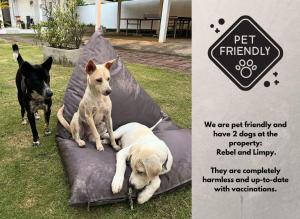 two dogs are sitting on a dog tent at Rebels Point in Jimbaran