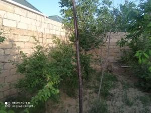 a tree in front of a brick wall at Novxanı in Sumqayyt