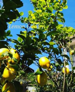 Fotografie z fotogalerie ubytování Lemon Garden v destinaci Skopje