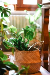 Fotografie z fotogalerie ubytování Sentire - Vegetarian Tuscan Villa & Resort v destinaci Viciomaggio