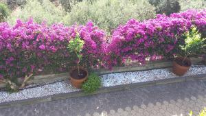 Ogród w obiekcie Villa Victoria, Taormina