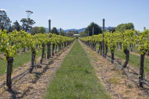a row of vines in a winery at St Leonards Vineyard Cottages in Blenheim