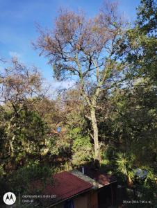 a tree standing over a house with a roof at Casa Ecológica Pablo in Curva La Pera