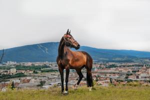 a horse standing on top of a hill with a city at Hotel Frost in Maribor