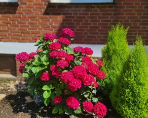 a bunch of red flowers in a garden at Ferienwohnung "Erika" Rees am Niederrhein in Rees