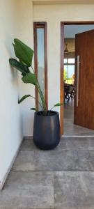 eine Topfpflanze in der Ecke eines Raumes in der Unterkunft Casa barrio privado in Laguna Brava