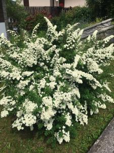 Vonkajšia záhrada v ubytovaní Villa Lucia appartamento Fiore