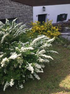 Vonkajšia záhrada v ubytovaní Villa Lucia appartamento Fiore