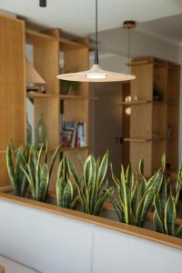 a row of plants sitting on a counter in a room at Akti Hotel Kavala in Paleo Tsifliki
