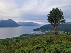 a tree sitting on top of a hill next to a lake at Cozy Retreat in the Heart of Ålesund in Ålesund
