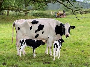 a mother cow and her calf standing in a field at Shepherd Huts on a Farmstay in Michelmersh