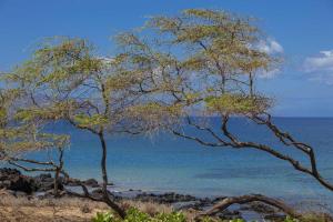 two trees on a beach near the water at Kihei Akahi Resort - Unit D114 in Wailea