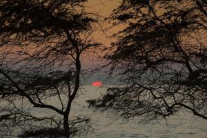 a sunset behind two trees in the water at Kihei Akahi Resort - Unit D114 in Wailea