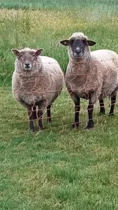 Zvířata v prázdninového domu nebo okolí