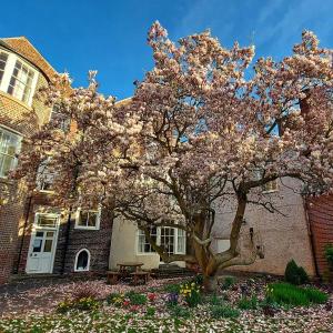 a magnolia tree in front of a building at St John's College in Durham
