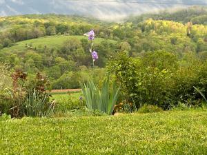 a purple flower in the middle of a field of grass at Poulou Pyrénées in Gelos