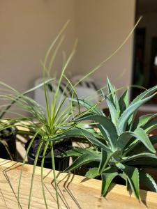 Gallery image of Cocobuoys Petit Luxury in Saint James