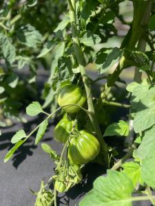 a bunch of green peppers growing on a plant at Dimora Storica Villa Pasquale Capri in Capri