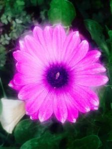 Une fleur rose avec un insecte assis sur elle dans l'établissement Akamas Bay View Villa, à Pólis Chrysochoús