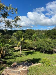 un palmier dans un champ d'herbe dans l'établissement Quinta El Mirador en Peji, à Santa Cruz de la Sierra
