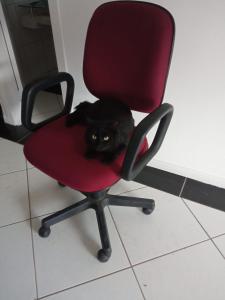 Gallery image of Hostel e Pousada Orquídea in Paraty