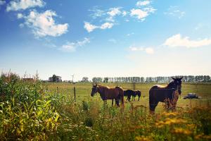 a group of horses standing in a field at Hippika in Połchowo