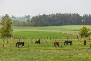 Zvířata v penzionu nebo okolí + 29 fotografií