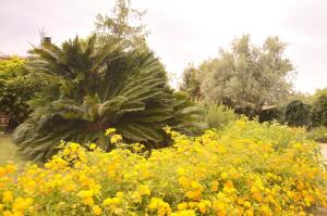 a garden with yellow flowers and a palm tree at Spiaggia LazzarettoHouse in Alghero
