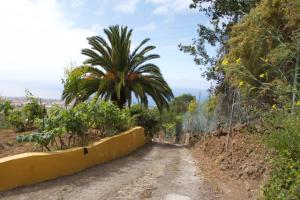 a dirt road with a palm tree on the side at Finca Las Madrecitas in La Orotava