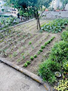 Градина пред Il cortile fiorito