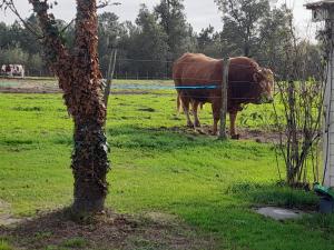 two cows standing in a field next to a fence at Mobil home au plein cœur de la nature in Bardenac