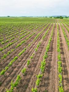 Billede fra billedgalleriet på Bononia Estate Winery & Resort i Koshava + 72 billeder