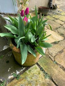 a potted plant with pink flowers in a pot at Lisglassock House in Longford