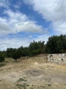 a field with trees and a stone wall at Ländliches Wohnen in Albanien in Petovë +6 photos