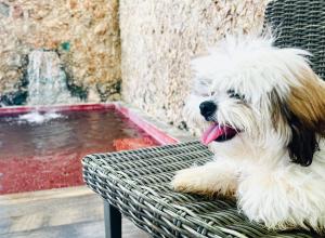 un cane bianco seduto su una panchina accanto a uno stagno di Hotel Maculís a Campeche