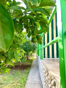 a porch with a green and white fence and fruit trees at Chalet Ambel in Dhërmi