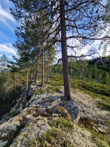 a group of trees on top of a hill at Hytte uten hyttenaboer in Nore +13 photos