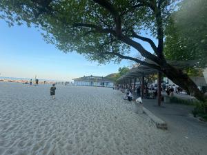 a beach with a tree and people sitting on the sand at Żeromskiego 2024 in Gdynia