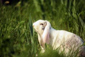 Ảnh trong thư viện ảnh của Aramyants Castle ở Alaverdi