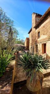 a garden with plants in front of a building at Domaine d'en serres, 15th century castle in Saint-Marcel-Paulel +46 photos