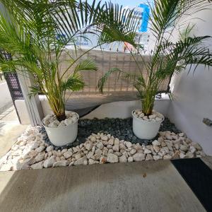 two potted plants sitting on top of rocks at Latitude Adjustment in San Juan