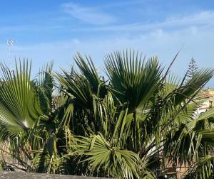 a group of palm trees against a blue sky at La casa di Chloé in Alezio