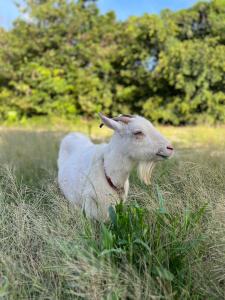 a sheep laying in the grass in a field at やどバンブー in Hateruma