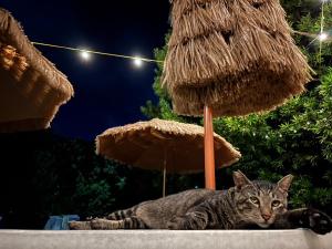 a cat is laying under some umbrellas at やどバンブー in Hateruma