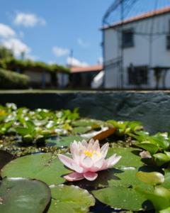 een roze waterlelie in een vijver met een gebouw op de achtergrond bij Quinta Morazes Casas de Campo in Ribeira Grande