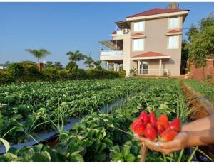 a person holding a bunch of strawberries in a field at Dream Valley Resort and Farmhouse, Mahableshwar in Mahabaleshwar