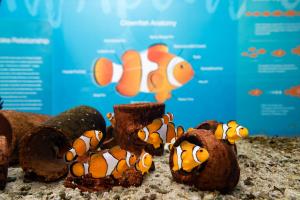 a group of orange and white clown fish on brown food at SAii Phi Phi Island Village in Phi Phi Islands