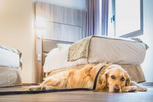 Domácí mazlíčci ubytovaní s hosty v ubytování Hotel Princesa Parc