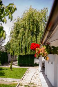 Κήπος έξω από το Mafmaf Tiny Houses